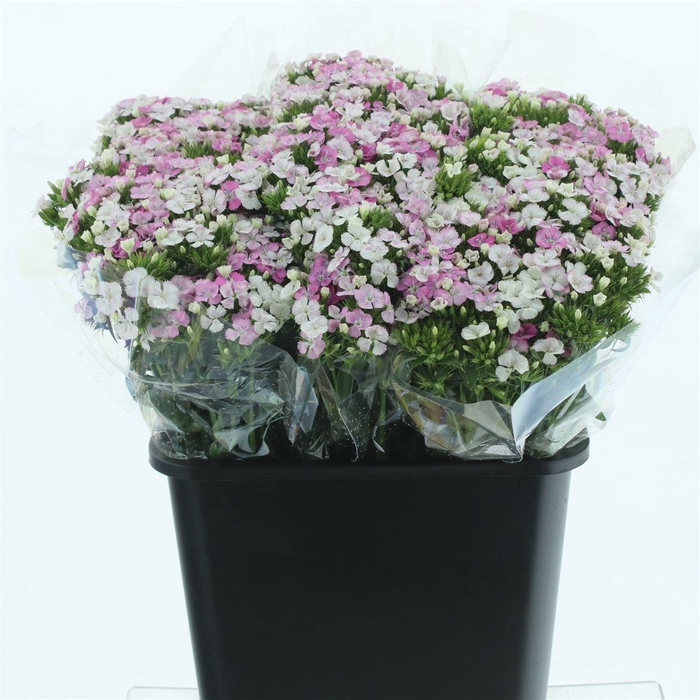 <h4>Di Barb Amazon Pink</h4>