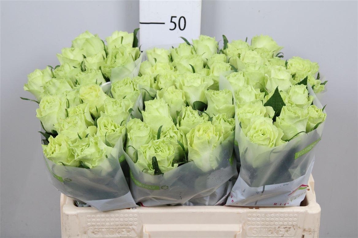 <h4>R Gr Camouflage!</h4>