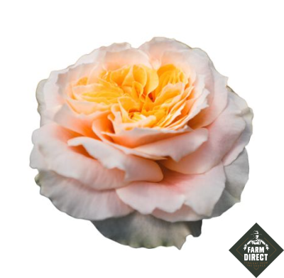 <h4>R GR EV CRYSTAL FLAME</h4>