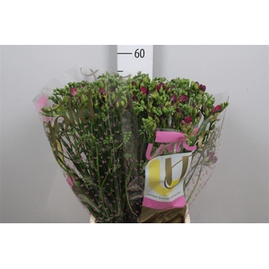 Fr Du Purple Rain (op Kleur!)