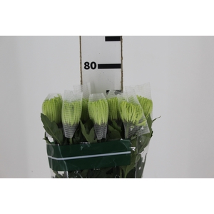 ANASTASIA DARK GREEN 080 CM VERDE