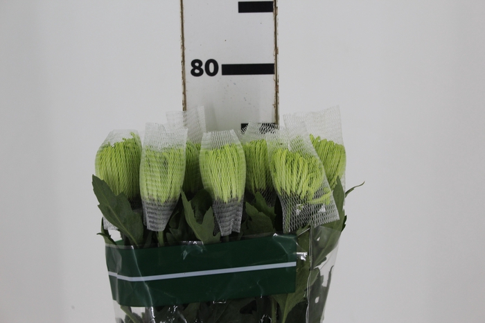 <h4>ANASTASIA DARK GREEN 080 CM VERDE</h4>