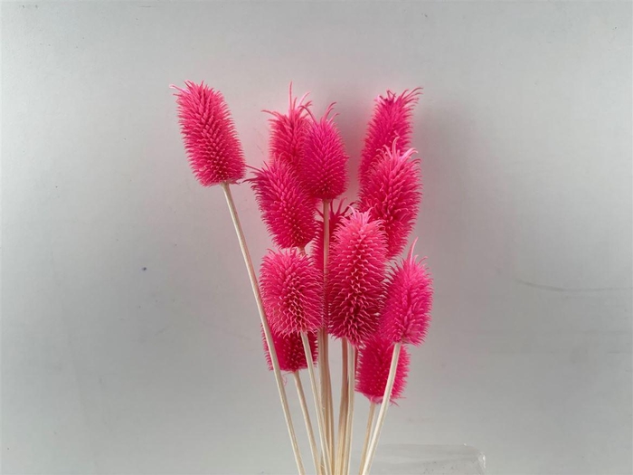 <h4>Pres Cardo Mini Roze 12pcs Bunch</h4>