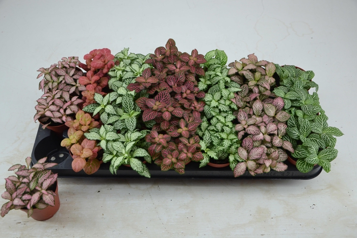 <h4>FITT GEM 7 KL</h4>