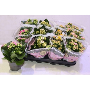 Kal Ge Gem Tweekl Bl