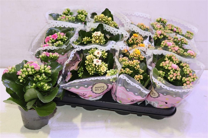 <h4>Kal Ge Gem Tweekl Bl</h4>