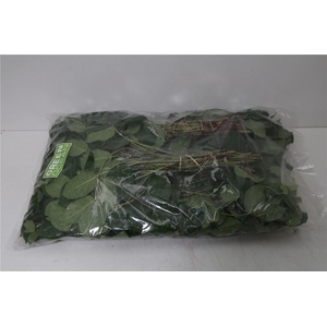 Salal Tips X5 (hoes)