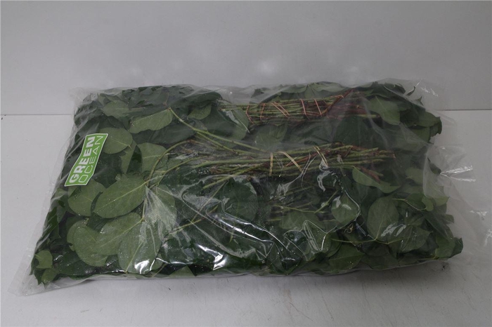 <h4>Salal Tips X5 (hoes)</h4>