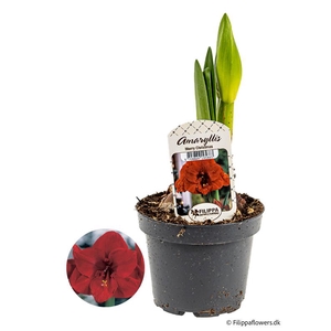 HIPPEASTRUM-HYBRID p13