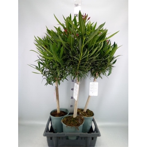 Nerium oleander   ...