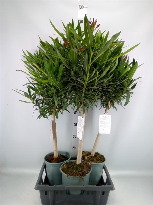 <h4>Nerium oleander   ...</h4>