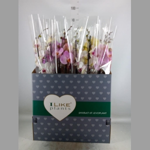 Phalaenopsis   ...mix