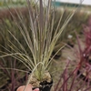 Cordyline australis 'Variegata'