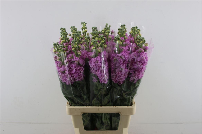 <h4>Matth Iron Pink</h4>