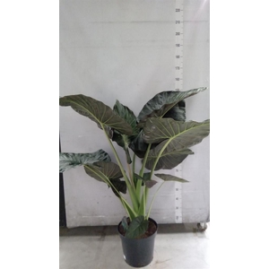 Alocasia  'Regal Shields'
