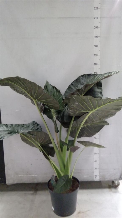 <h4>Alocasia  'Regal Shields'</h4>