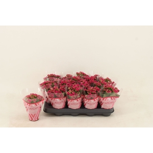 Kalanchoe blos. 'Garbo lilac'