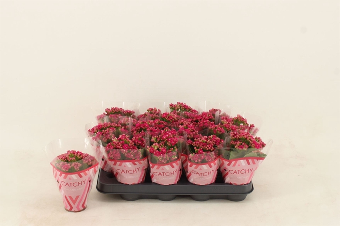 <h4>Kalanchoe blos. 'Garbo lilac'</h4>