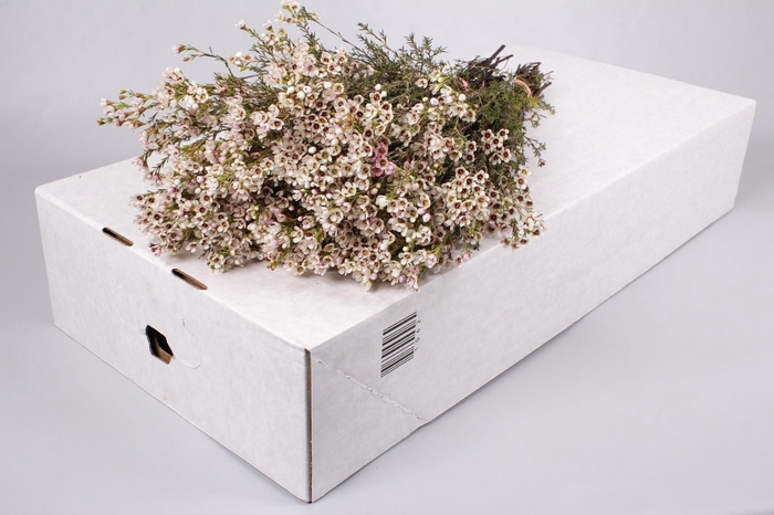 <h4>Chamelaucium Blondie</h4>