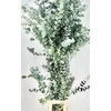 Euc. Cinerea (Per Stem)