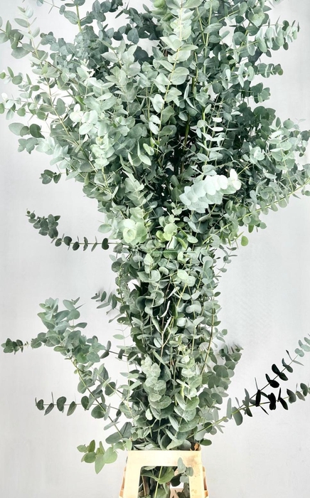 <h4>Euc. Cinerea (Per Stem)</h4>