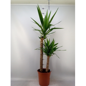 Yucca   ...