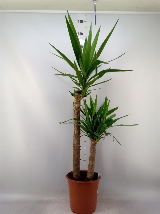 <h4>Yucca   ...</h4>