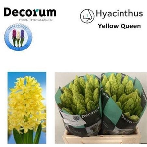 Hyac Yellow Queen