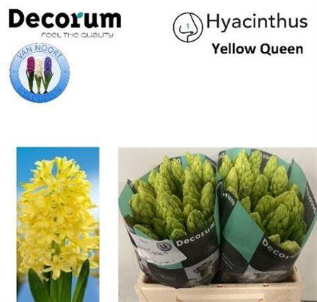 <h4>Hyac Yellow Queen</h4>