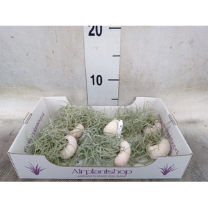Arr.  Tillandsia L%