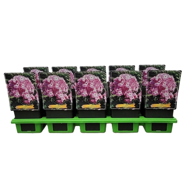 <h4>Phlox Paniculata Grp 'Uspech' P11</h4>