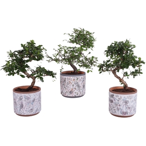 Bonsai Indoor Mix Ø12cm S-Shape in Ø 14cm Ceramic Pot Forest