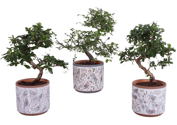 <h4>Bonsai Indoor Mix Ø12cm S-Shape in Ø 14cm Ceramic Pot Forest</h4>