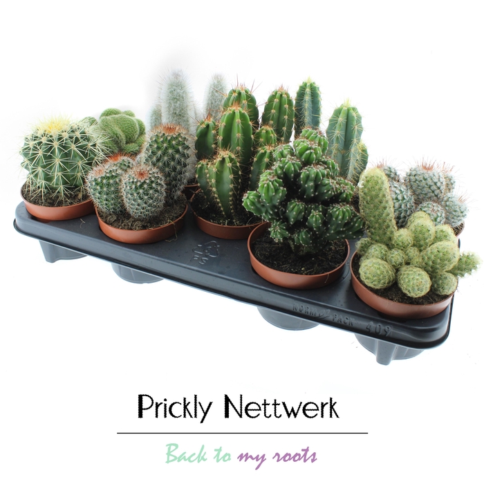 <h4>CACTUS GEM</h4>