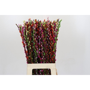 Salix Caprea Snow Flake P. Rainbow Mix