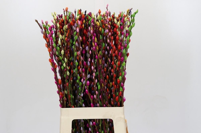 <h4>Salix Caprea Snow Flake P. Rainbow Mix</h4>