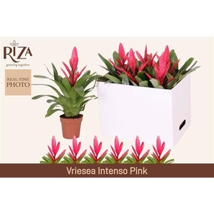 VRIES INTENSO PINK
