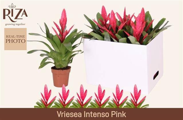<h4>VRIES INTENSO PINK</h4>