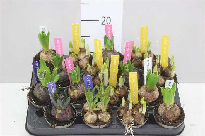 <h4>Bolbloemen Gemengd</h4>