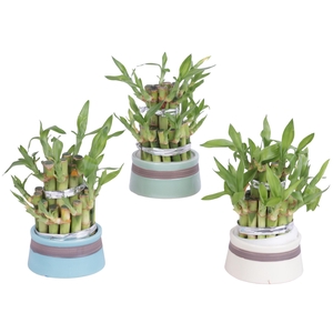 Lucky Bamboo Round 2Small in Modern Pastel Pot
