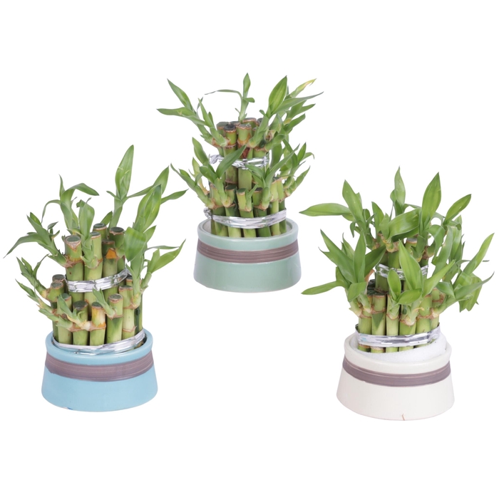 <h4>Lucky Bamboo Round 2Small in Scrapwood Ceramic</h4>