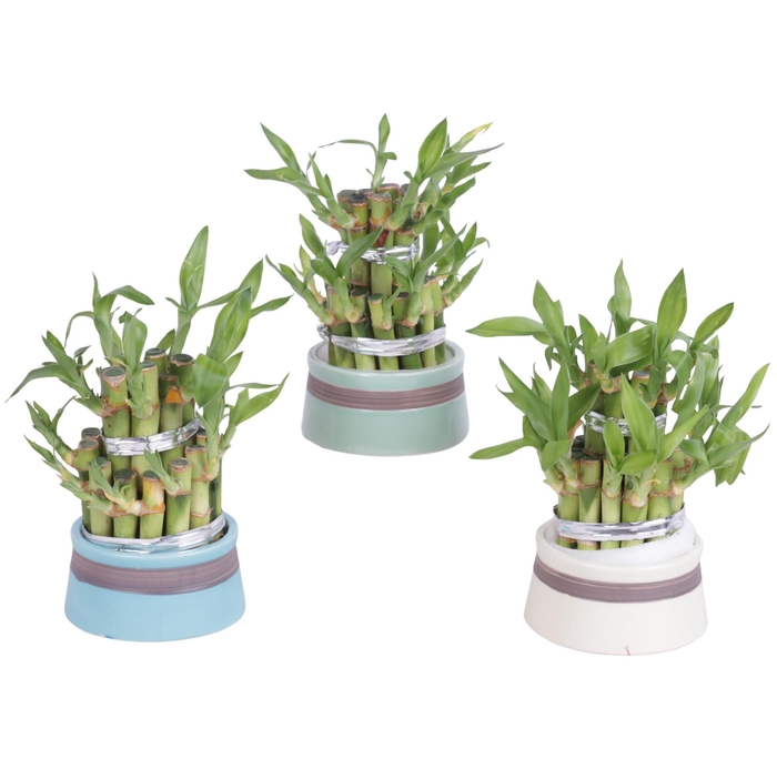 <h4>Lucky Bamboo Round 2Small in Modern Pastel Pot</h4>