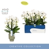 Phalaenopsis wit meer takken