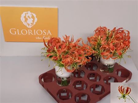 <h4>Gloriosa Sp Orange</h4>