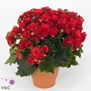 Winterbegonia 'Grace'' rood 14 cm