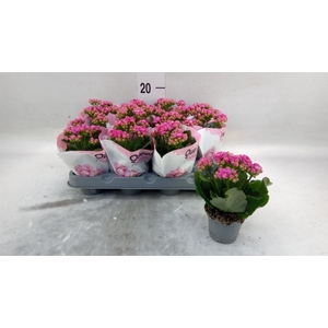 Kalanchoe   ...mini