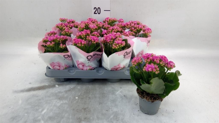 <h4>Kalanchoe   ...mini</h4>