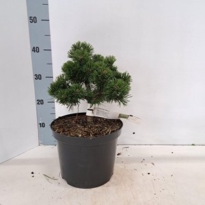 Pinus mugo