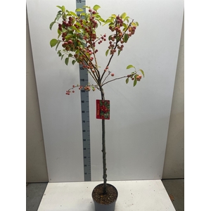 Malus  'Evereste'