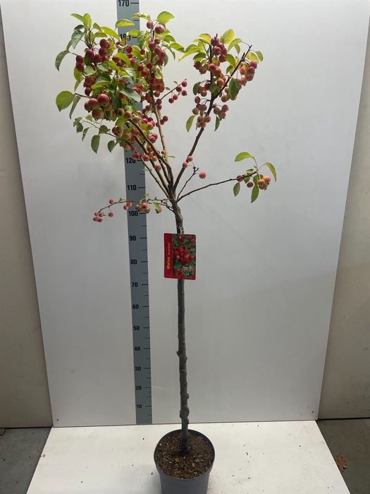<h4>Malus  'Evereste'</h4>